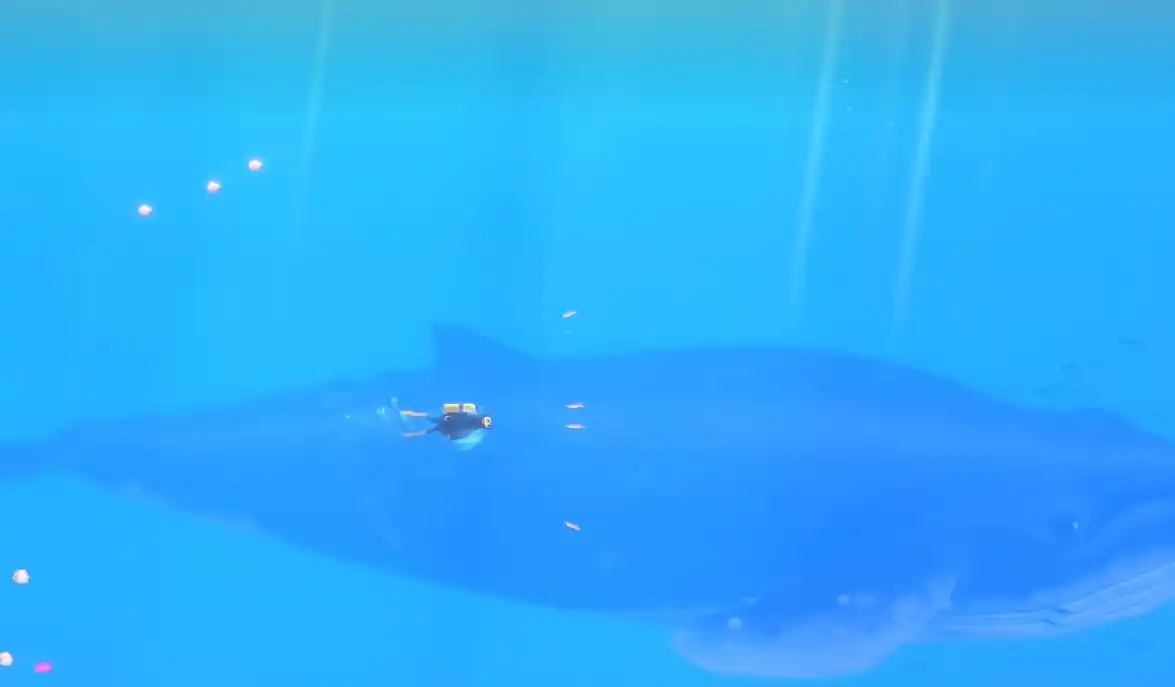 潜水员戴夫石板在哪-潜水员戴夫鲛人族石板获取攻略-泡玩网