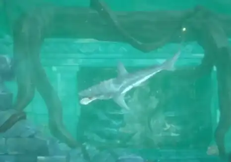 潜水员戴夫死亡步枪怎么样,潜水员戴夫手游死亡步枪强度分享